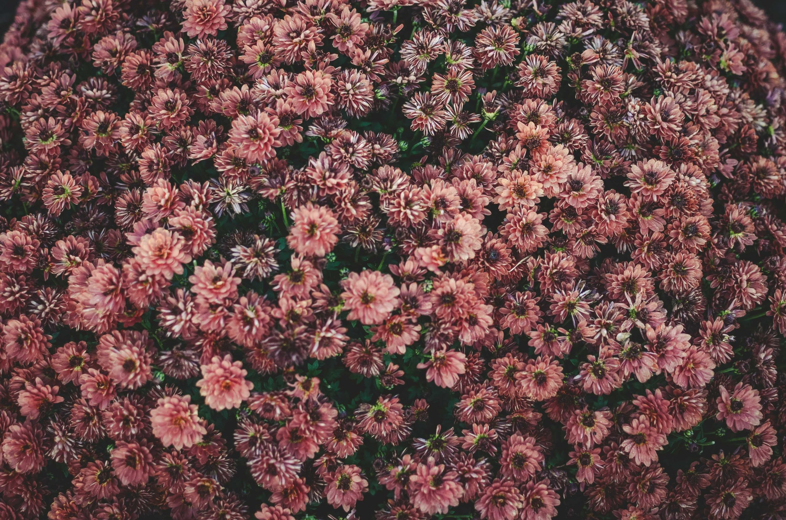 5_gaelle-marcel-pvnf1k21qak-unsplash_optimized