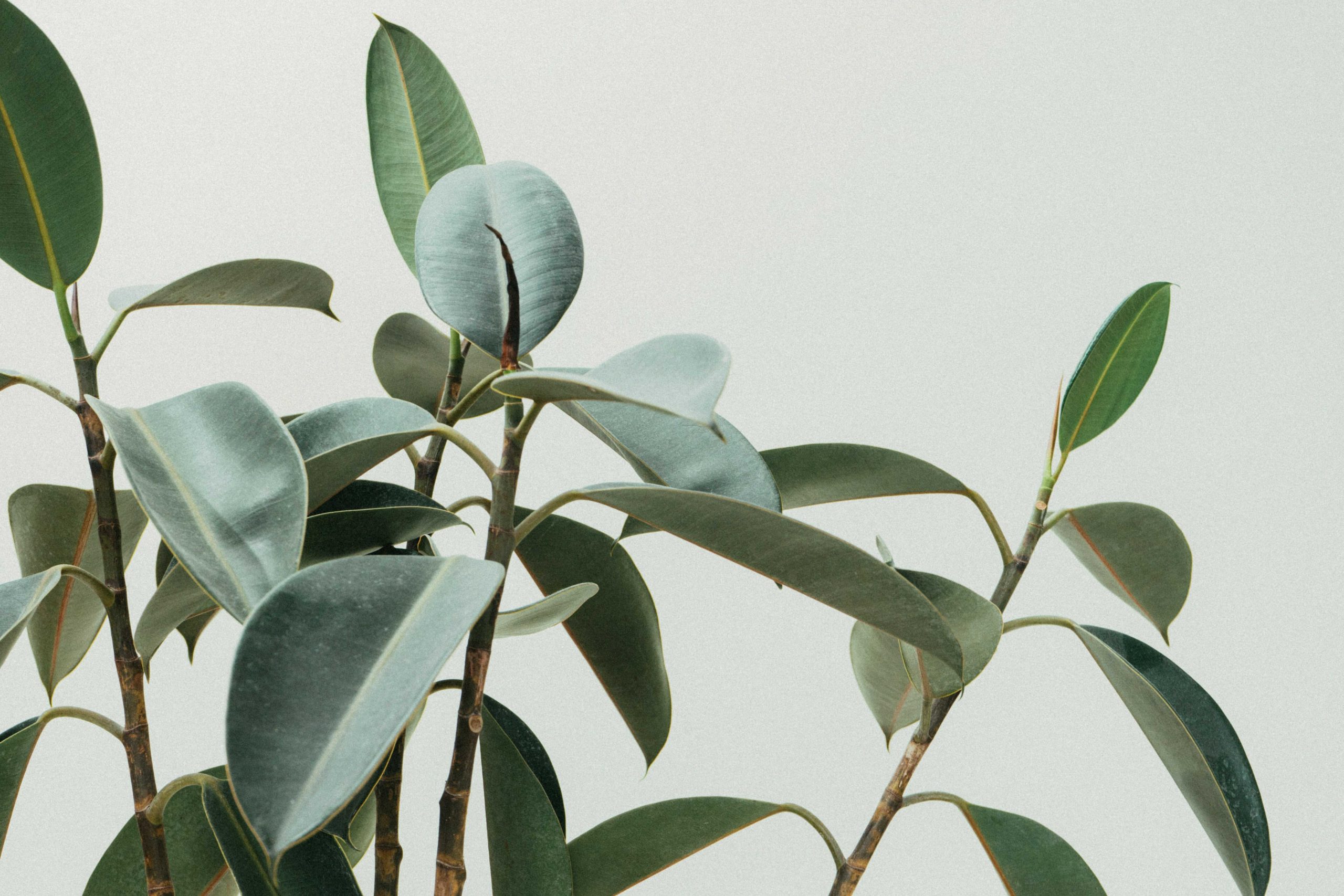 7_scott-webb-orwrltgbrpo-unsplash_optimized