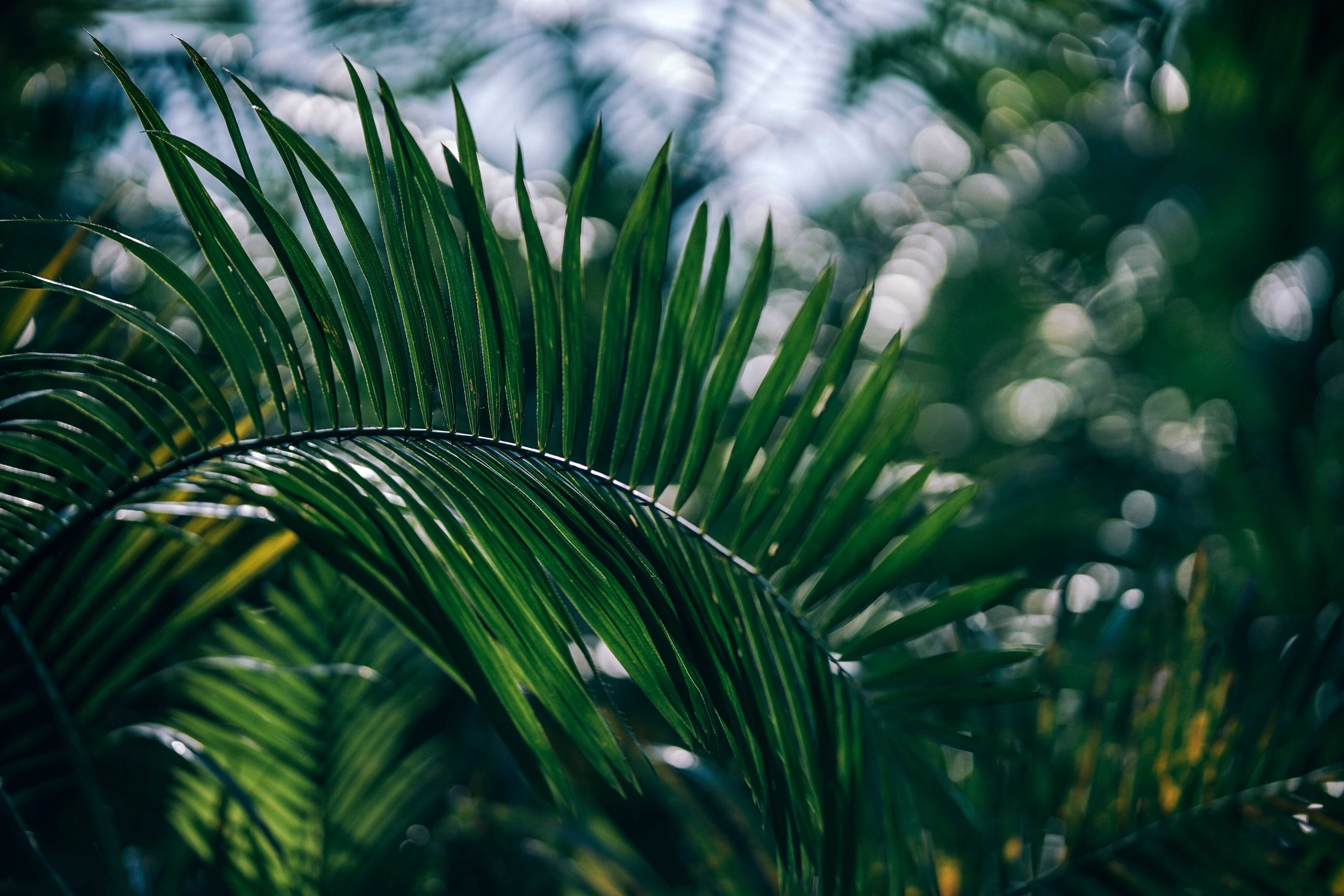 sharp-plants-me2kzqj_optimized