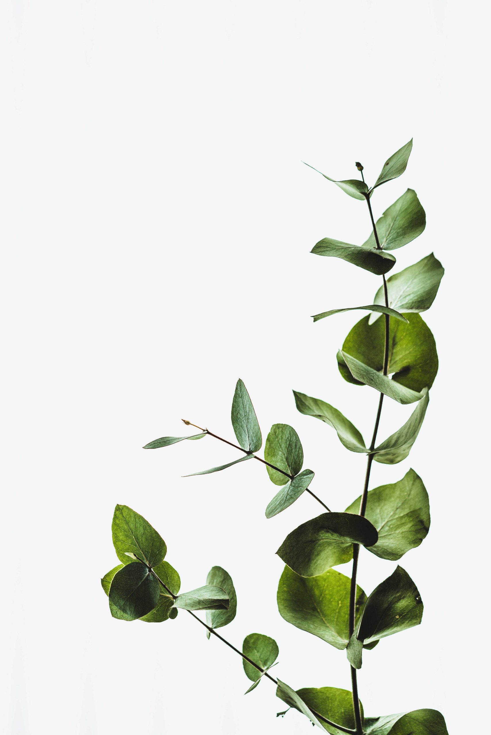 8_annie-spratt-hx_hf2lppuu-unsplash_optimized